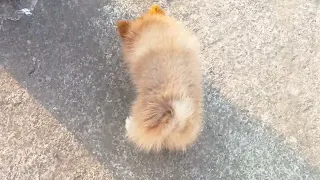 2 Month old Pomeranian puppy activity