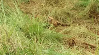 The final moment of Machli (T-16) The World's Most Photographed Tigress in Ranthambore