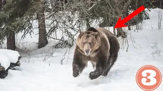 3 Scary Bear Encounters That Will Terrify You