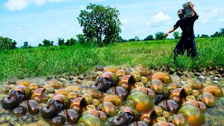 Season Find Found King Snail - Tradition Catch Most snails l And Crabs In Field With running water