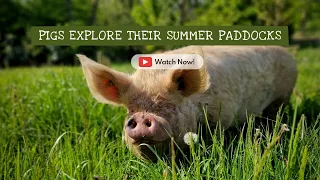 Rescued pigs explore their summer paddocks 🐷🌞