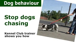 How to stop dogs chasing everything | Expert dog control advice