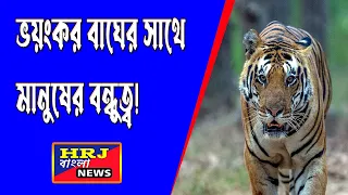 ভয়ংকর বাঘের সাথে মানুষের বন্ধুত্ব!!জীবনের ঝুঁকি নিয়ে বাঘের সাথে এভাবেই কেটে যাচ্ছে বছরের পর বছর।