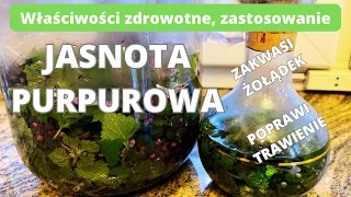 Jasnota purpurowa. Roślina o zdrowotnych właściwościach. Zastosowanie i przepisy na zdrowy styl.