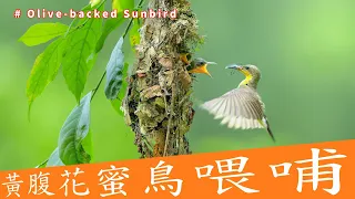 黃腹花蜜鳥喂哺