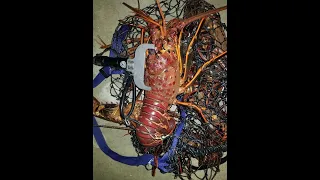 Catch and Cook Series:  Episode 1  Freediving for California Spiny Lobster