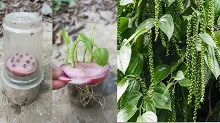 How to grow black pepper plant at home, Growing black pepper with onion