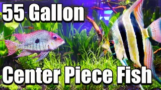 Top 5 Center Piece Fish for a 55 Gallon Aquarium!