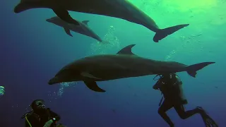 Diving in Archipiélago de Revillagigedo