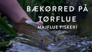 MAJFLUE FISKERI - Store bækørreder på tørflue!