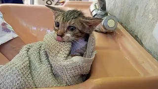 Kitten's First Bath to Remove Fleas | Happy and Fresh After Bath Time!