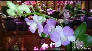 Dendrobium SA - NOOK | Новинка | ПЕРЕСАДКА орхидеи