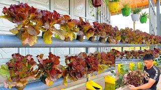 Making a salad garden on a railing is simple - beautiful and has clean vegetables to eat every day