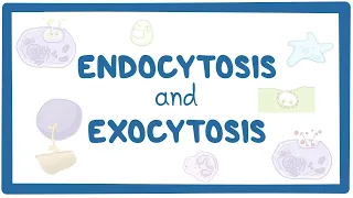 Endocytosis and exocytosis