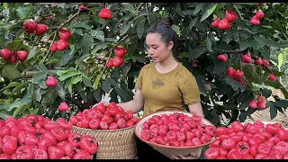 Harvest red whip fruit and bring it to the market to sell