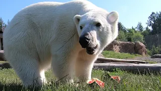 Polar Bear Nora Squishes And Eats Watermelon