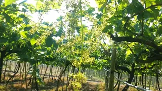 PRIMERA PODA DE FORMACIÓN Y PRODUCCIÓN DE UNA PLANTA DE UVA O VID