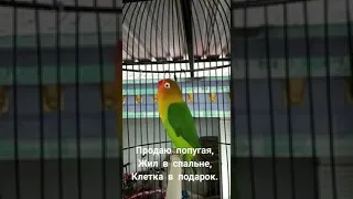 Продаю попугая  жил в спальне.  Юмор. I sell a parrot  lived in the bedroom.  Humor.