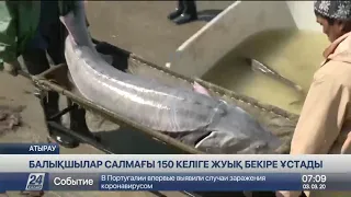 Атырауда салмағы 150 келілік бекіре балығы ауға түсті