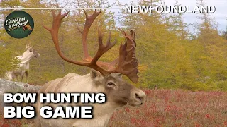 Amazing Big Game encounters in Newfoundland | Canada in the Rough