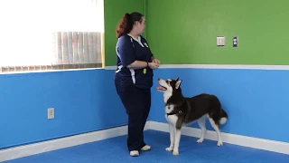 Teach Your Dog to Back Around You in a Circle!