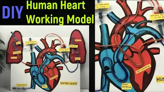 heart working model | human heart working model | Science project model | #diyasfunplay  | #diy