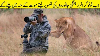 When Animals Surprised Photographers فوٹوگرافر کے گمان میں نہیں تھا کہ درندہ اسکے سر پر کھڑا ہے