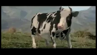 Vaca que sabe de Karate