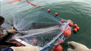 Menjaring ikan tengiri ternyata ada ikan monster juga ikut terjaring