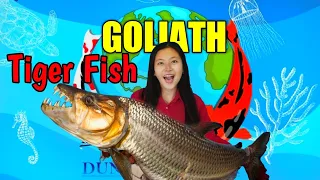 MENGENAL ASAL USUL PREDATOR TIGER FISH ( GOLIATH ) ‼️