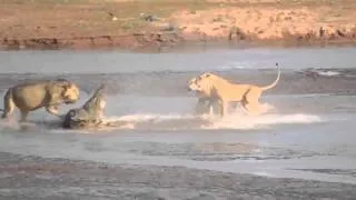 атака на крокодила (Lions vs. Crocodile Fight)