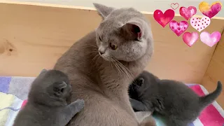 British Shorthair Lilac Mother Cat With All Blue Kittens 💖  4 Weeks After Birth