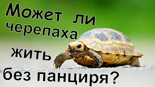Может ли черепаха жить без панциря?