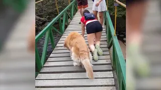 Собака боится идти по мосту ) очень забавно