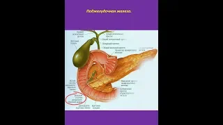 Самодиагностика поджелудочной железы. Простая, точная, ранняя. (№2 из цикла "Самодиагностика")