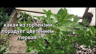 1 Мая. Гортензия на бутонах. Что жду от новинок.