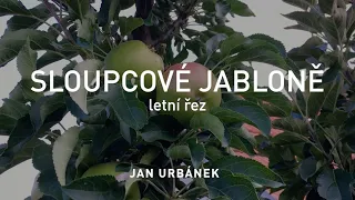 SLOUPCOVÉ JABLONĚ - letní řez