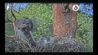 Goshawks Riga/BKUS