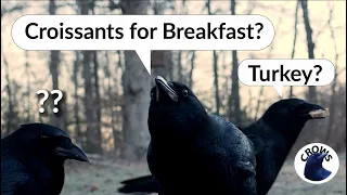 Crows Taste Test - Croissants vs Turkey