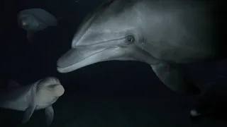Diving with dolphins  | לצלול עם דולפינים באילת