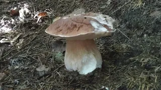 Царство білих грибів в Карпатах, збираю осінні білі гриби в центральній частині Карпат Європи (2021)