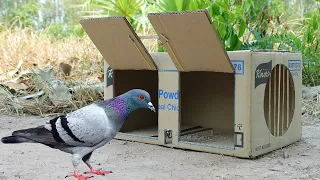 Creativity Cardboard Box Trapping - How To Make A Trap From Cardboard Box