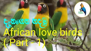 African love birds sinhala | African love birds | Birdy Wings
