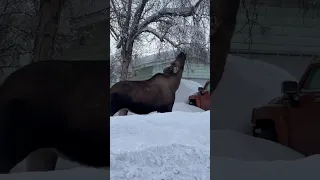 Snowy streets encounter: Moose strolls through anchorage, Alaska