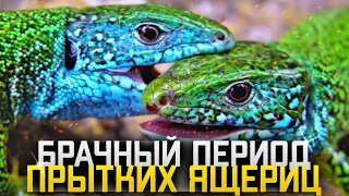 Брачный период прытких ящериц! Сезон размножение прытких ящериц. Спаривание прытких ящериц!