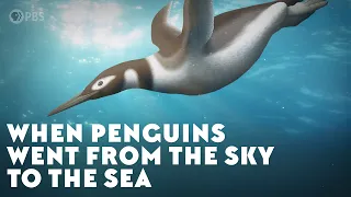 When Penguins Went From The Sky To The Sea