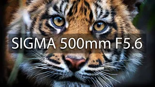 SIGMA 500mm F5.6 im TEST | Perfekt für Tierfotografie und Deep Sky?