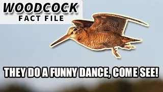 Woodcock Facts: the BIRD with the FUNNY WALK | Animal Fact Files