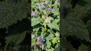 La bourrache, plante comestible et anti âge - Borage, an edible and anti-aging herb