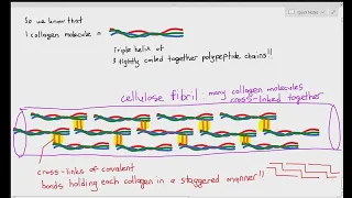 2-13 Globular and Fibrous Proteins (Cambridge AS & A Level Biology, 9700)